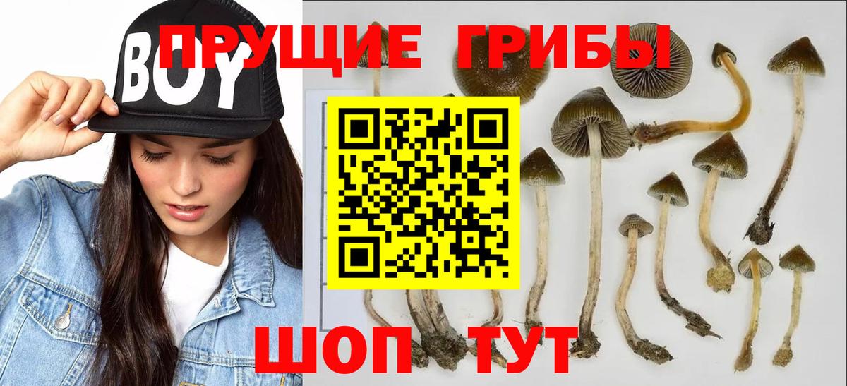 Псилоцибиновые грибы Cubensis Котлас